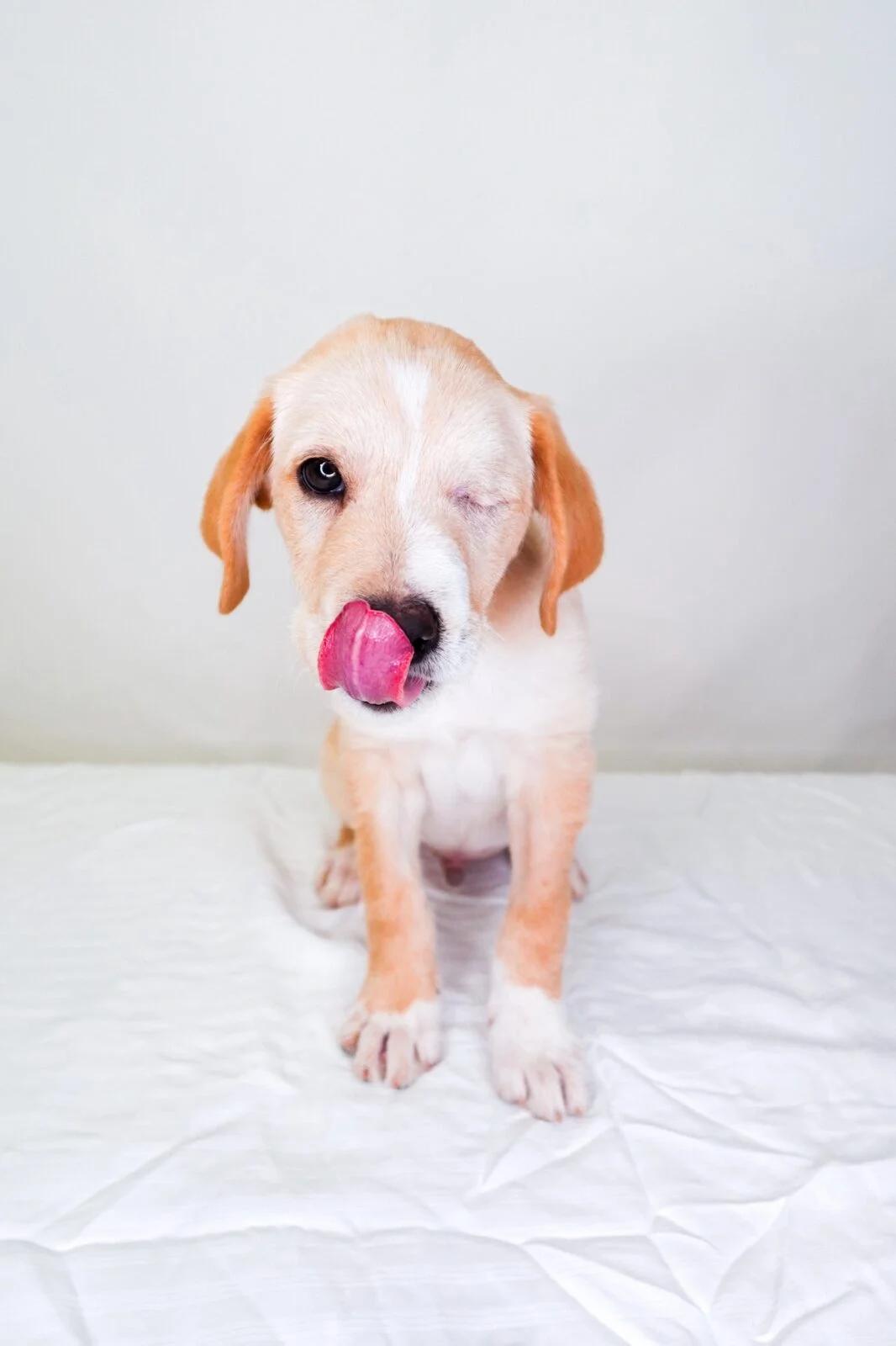 Enlarge Finn, an adopted mixed breed in Bixby, OK image 2/6