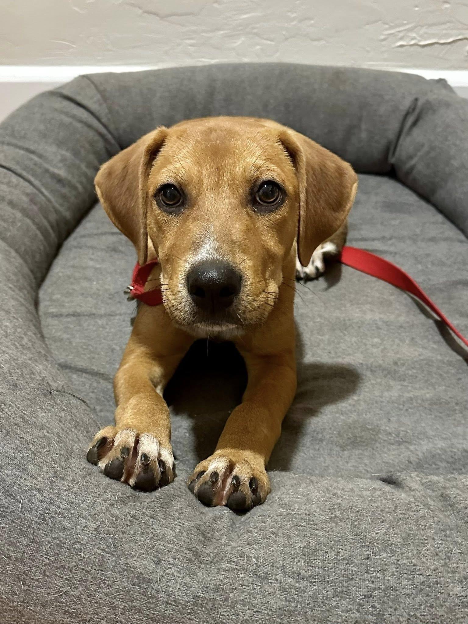 Enlarge ANITA, a Adopted mixed breed in Alpharetta, GA image 2/6