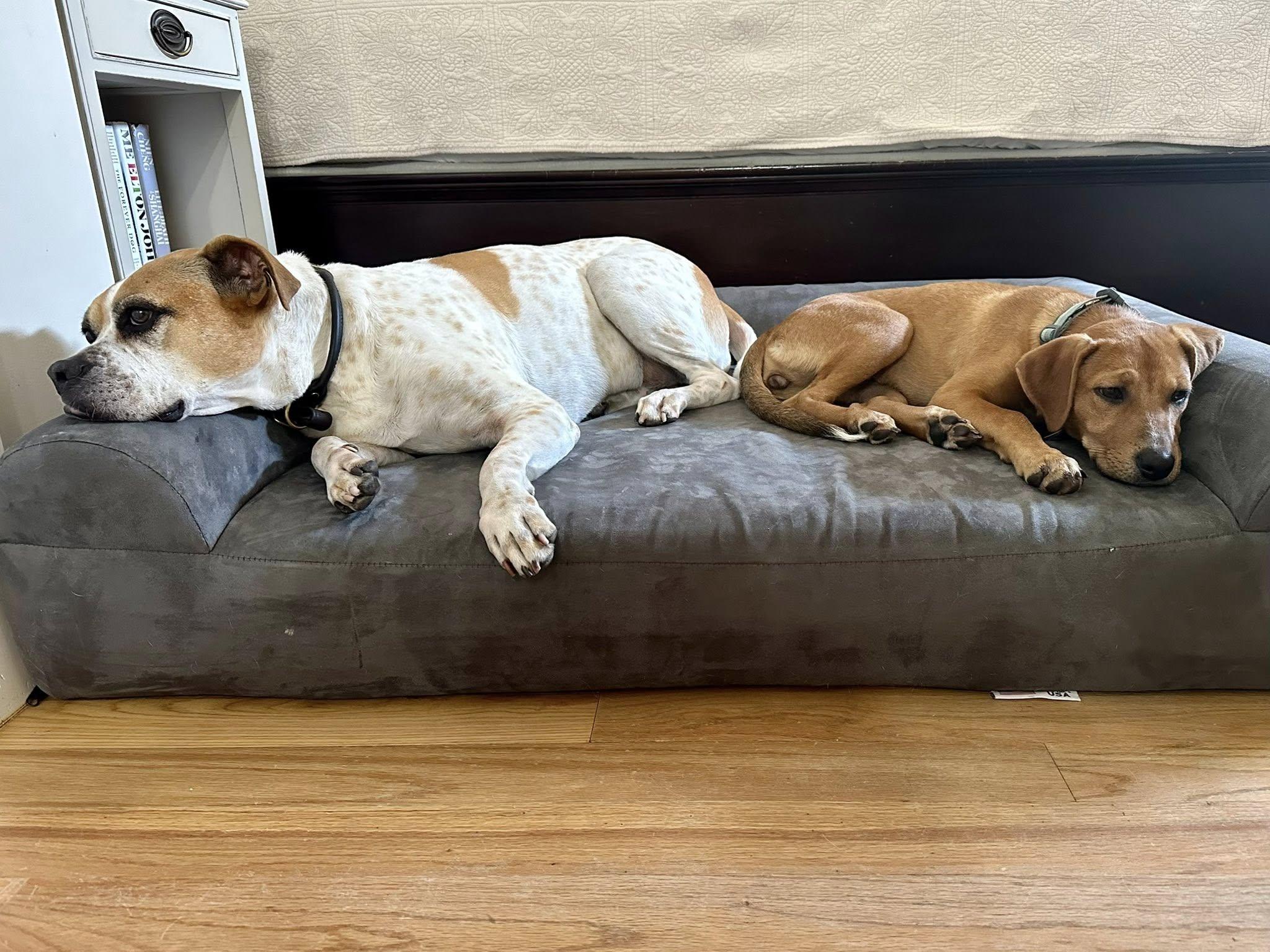 Enlarge ANITA, a Adopted mixed breed in Alpharetta, GA image 3/6