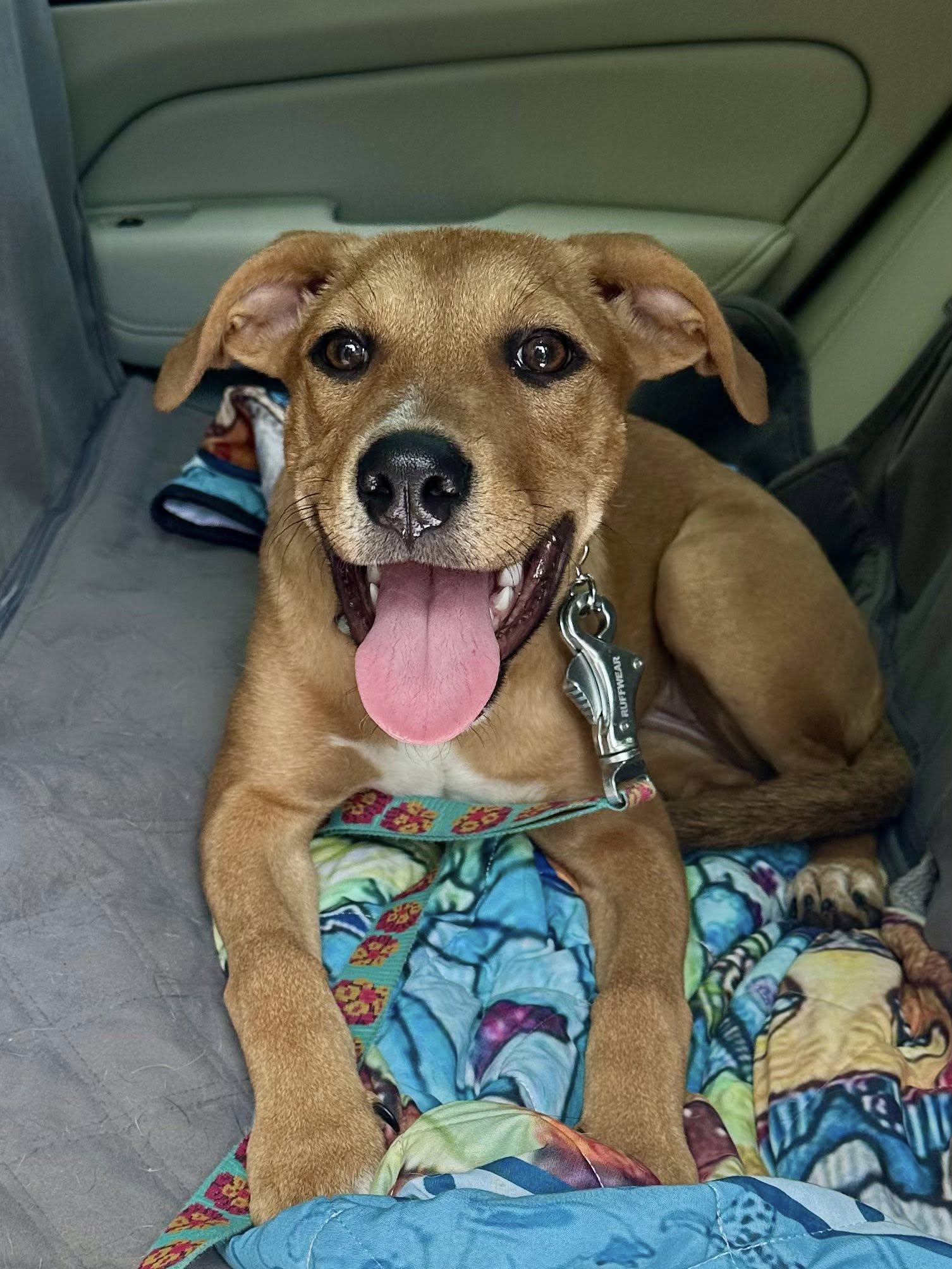 Enlarge ANITA, a Adopted mixed breed in Alpharetta, GA image 1/6