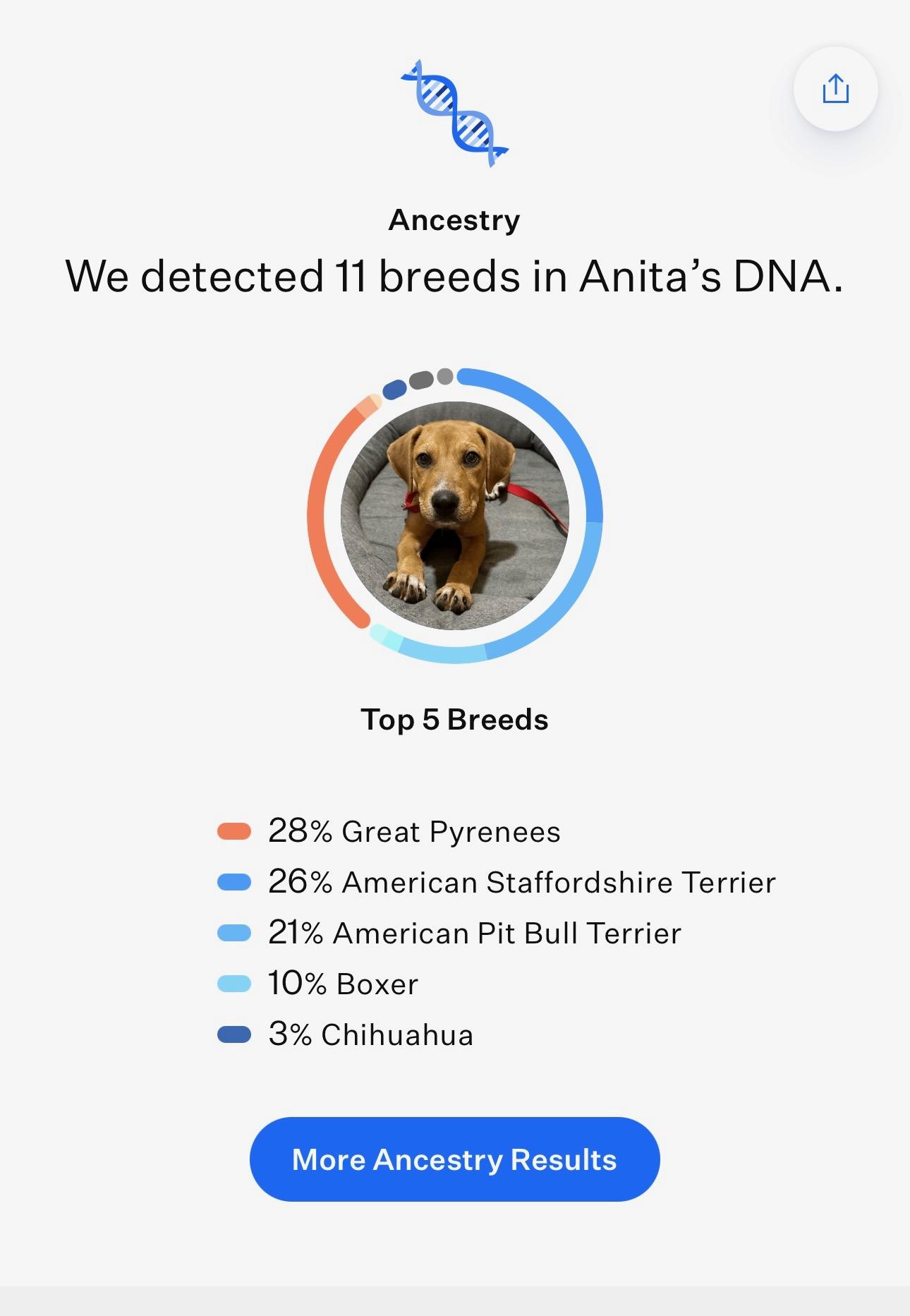 Enlarge ANITA, a Adopted mixed breed in Alpharetta, GA image 6/6