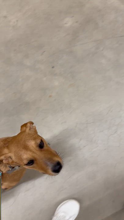 Enlarge ANITA, a Adopted mixed breed in Alpharetta, GA video 5/6