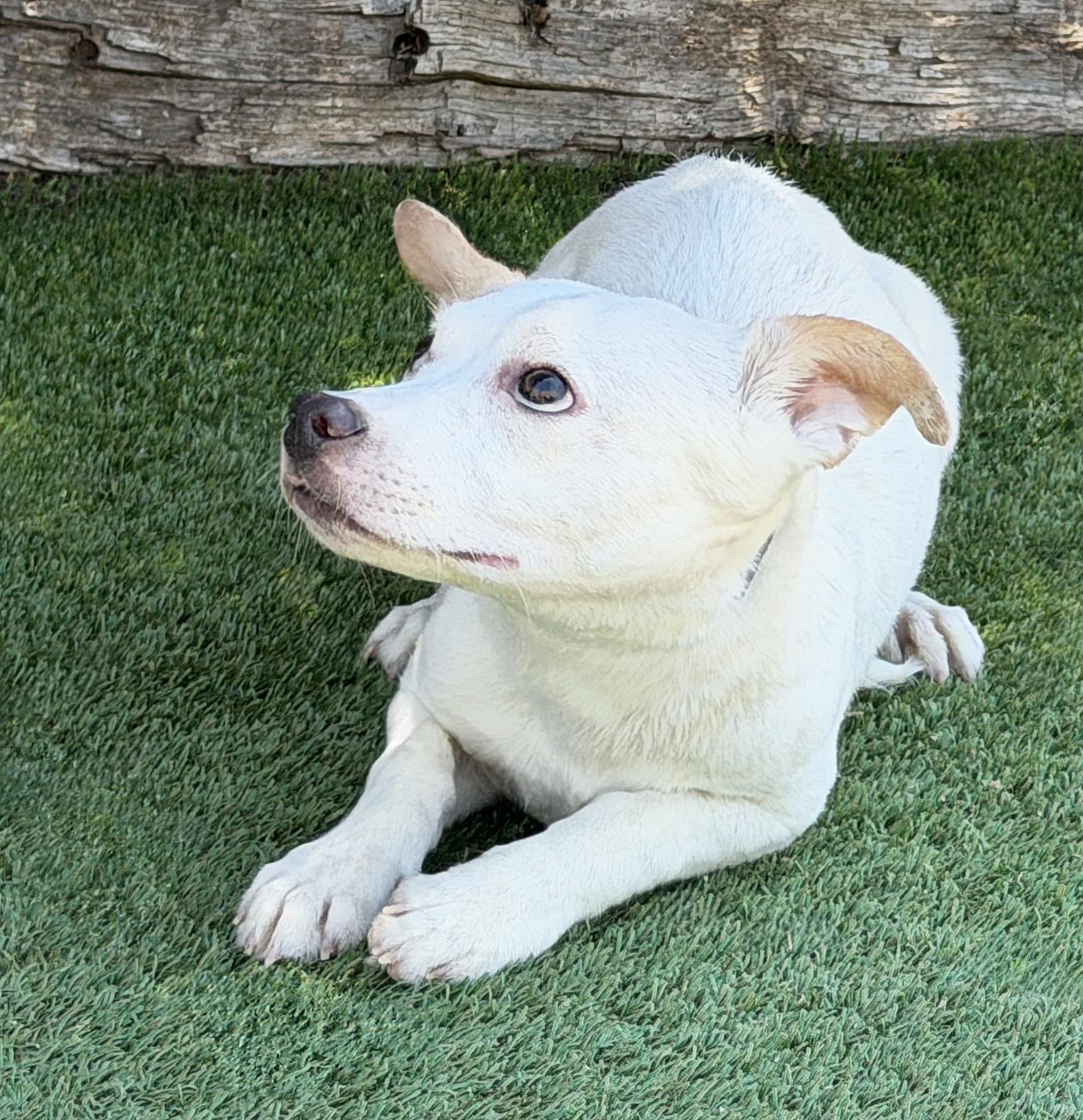 Mighty Sweet Lil Mr Marsh, Adoptable, Young Male Rat Terrier.