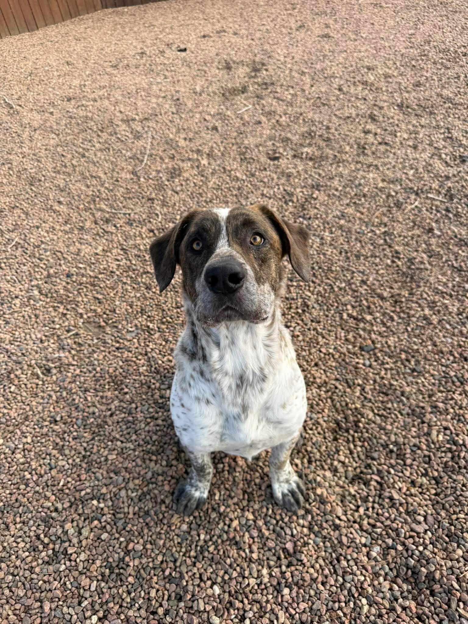 Enlarge Aaron, a ADOPTABLE mixed breed in Canon City, CO image 1/2