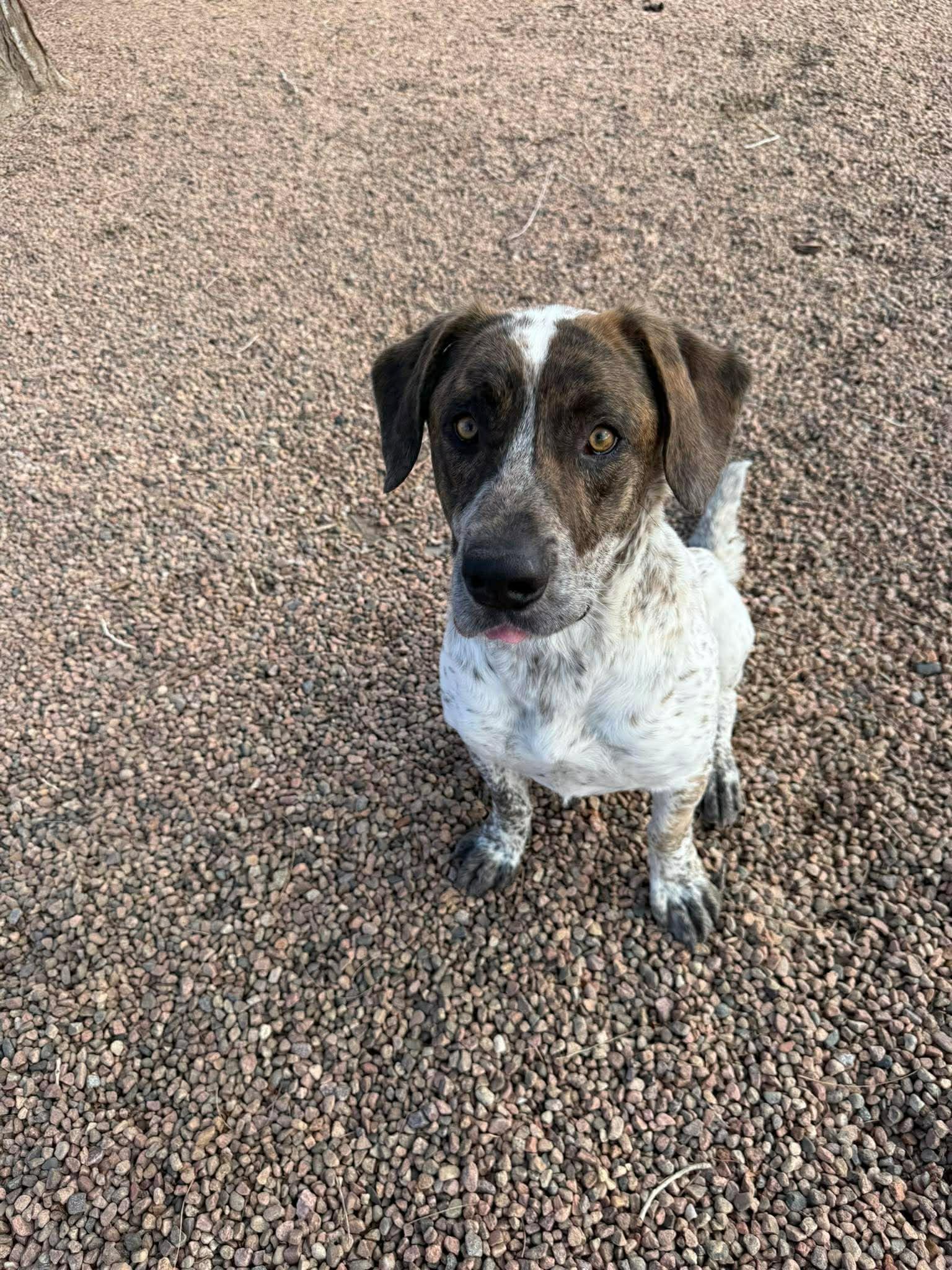 Enlarge Aaron, a ADOPTABLE mixed breed in Canon City, CO image 2/2
