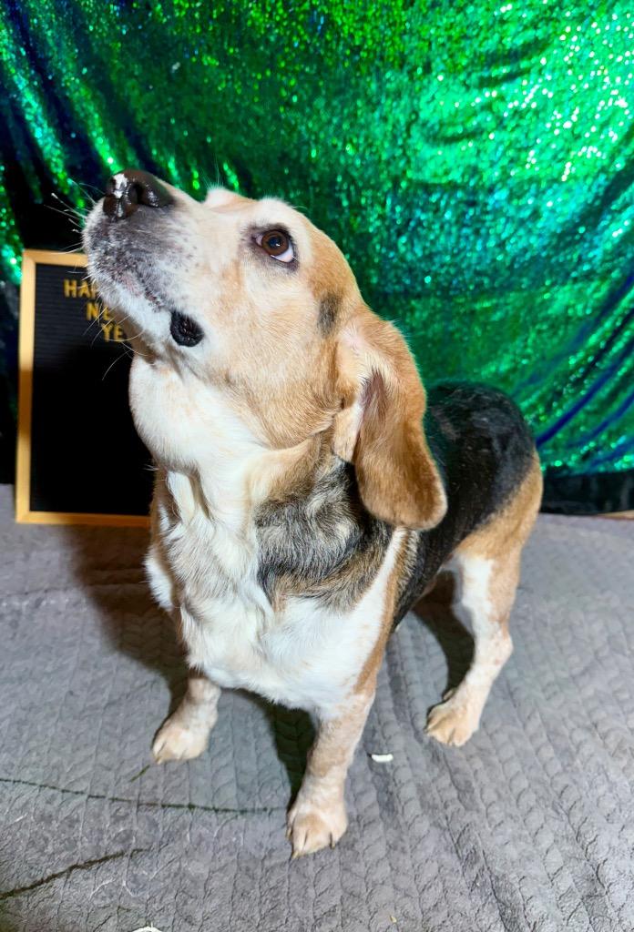 CRANK, Adoptable, Adult Male Beagle.