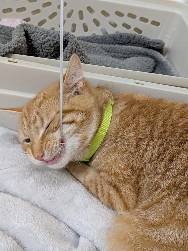 Alfredo, Adoptable, Kitten Male Domestic Short Hair.