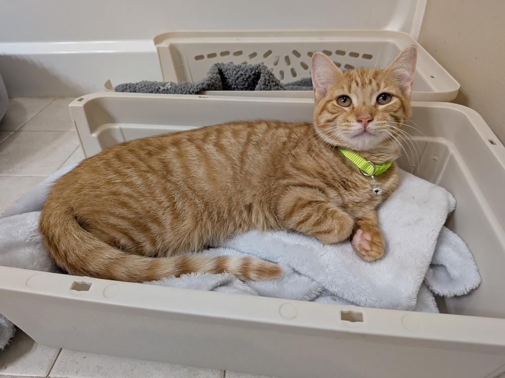 Enlarge Alfredo, a Adoptable mixed breed in Walla Walla, WA image 2/6