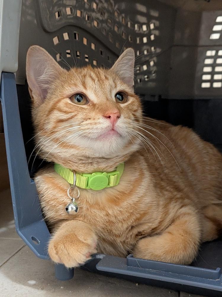 Enlarge Alfredo, a Adoptable mixed breed in Walla Walla, WA image 4/6