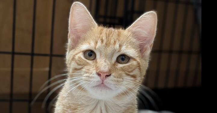 Enlarge Alfredo, a Adoptable mixed breed in Walla Walla, WA image 5/6