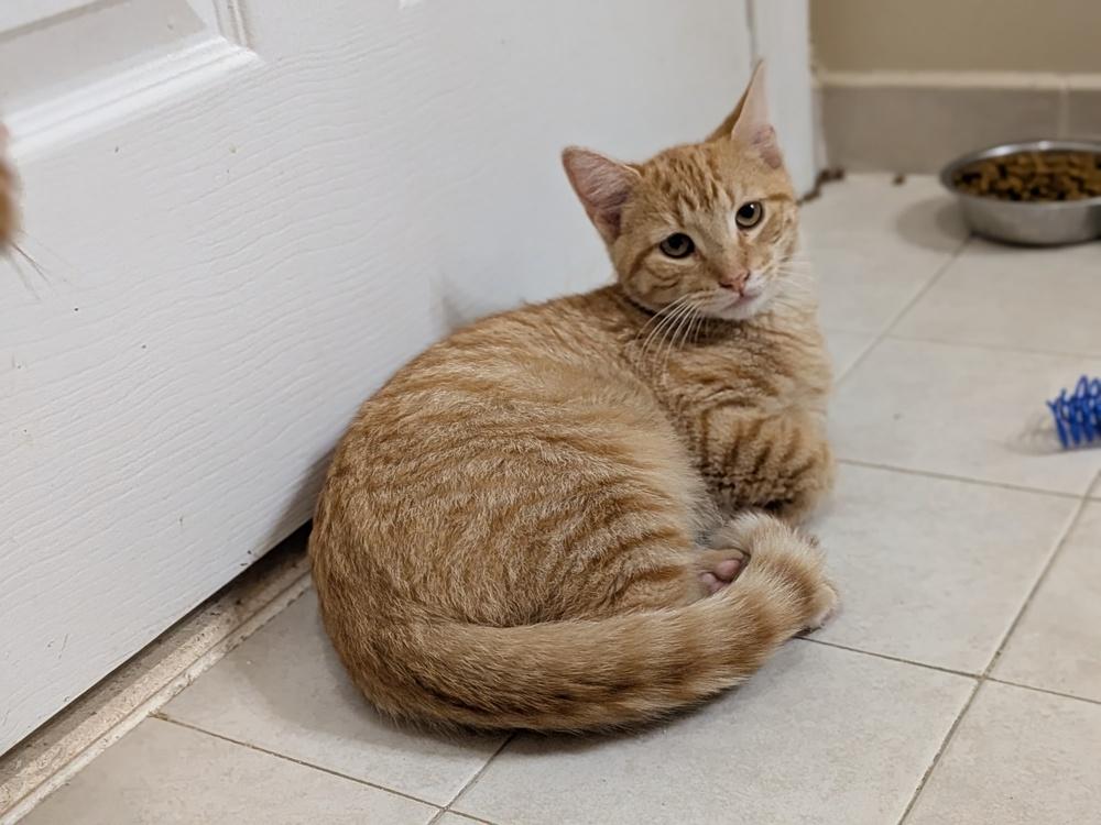 Enlarge Alfredo, a Adoptable mixed breed in Walla Walla, WA image 6/6