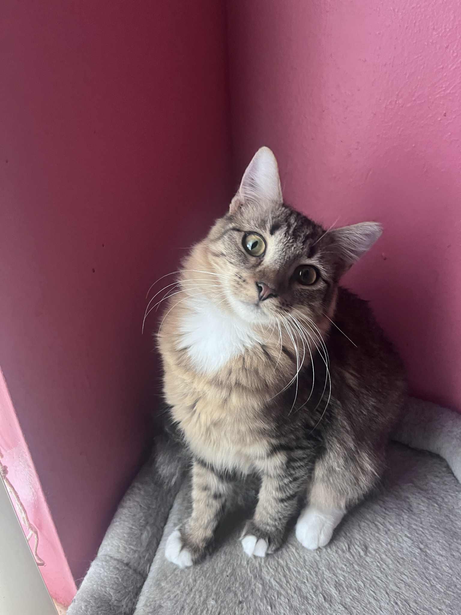 Masie, Adoptable, Young Female Maine Coon & Tabby.