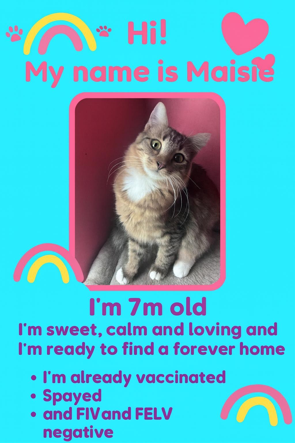 Enlarge Masie, a Adoptable mixed breed in Howey in the hills, FL image 2/5