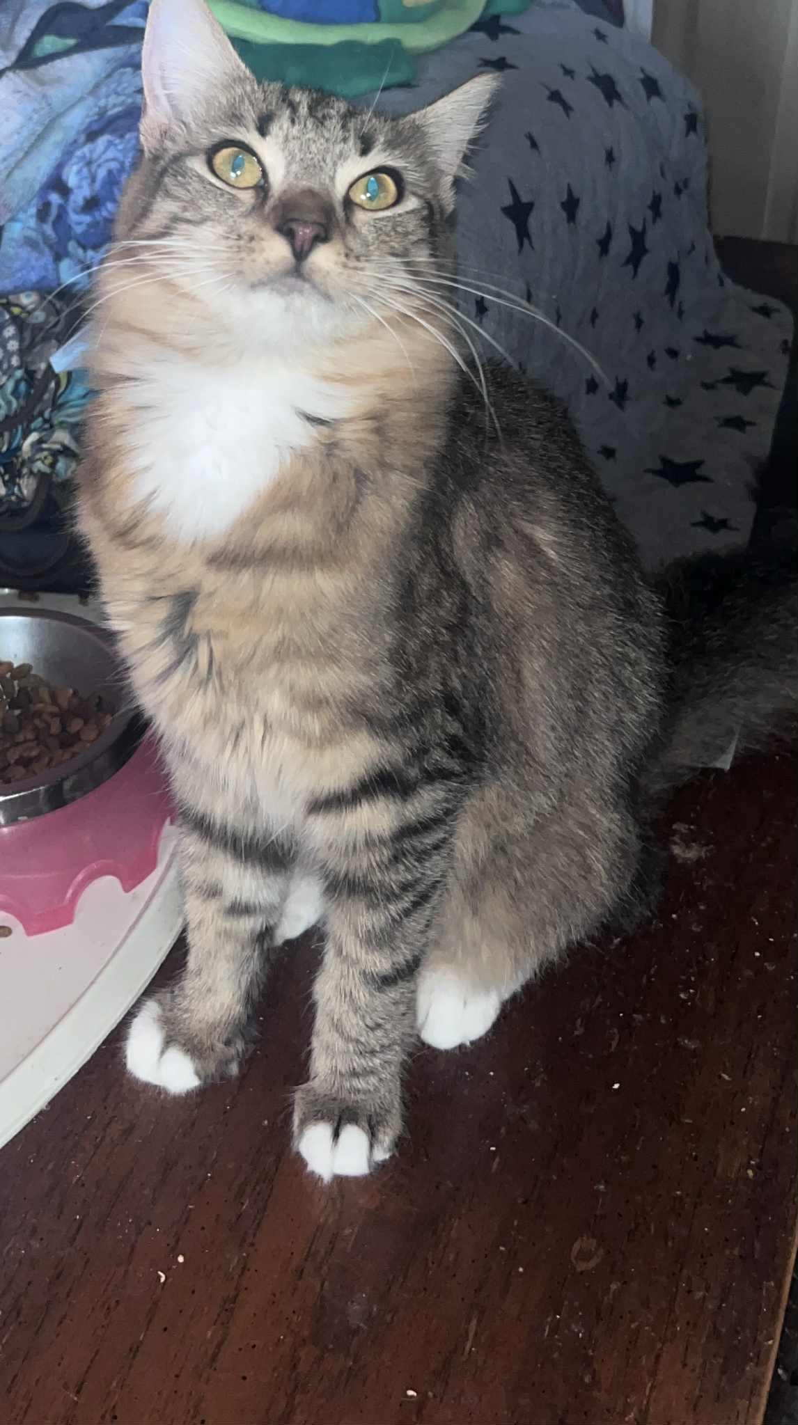 Enlarge Masie, a Adoptable mixed breed in Howey in the hills, FL image 5/5