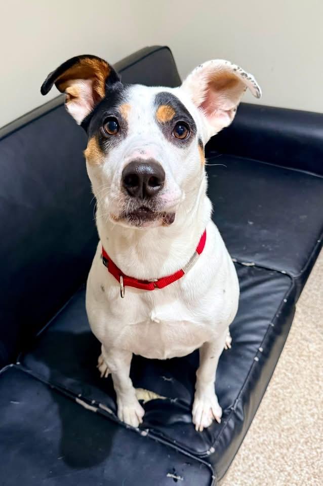 Astro, Adoptable, Adult Male Pointer & Terrier.