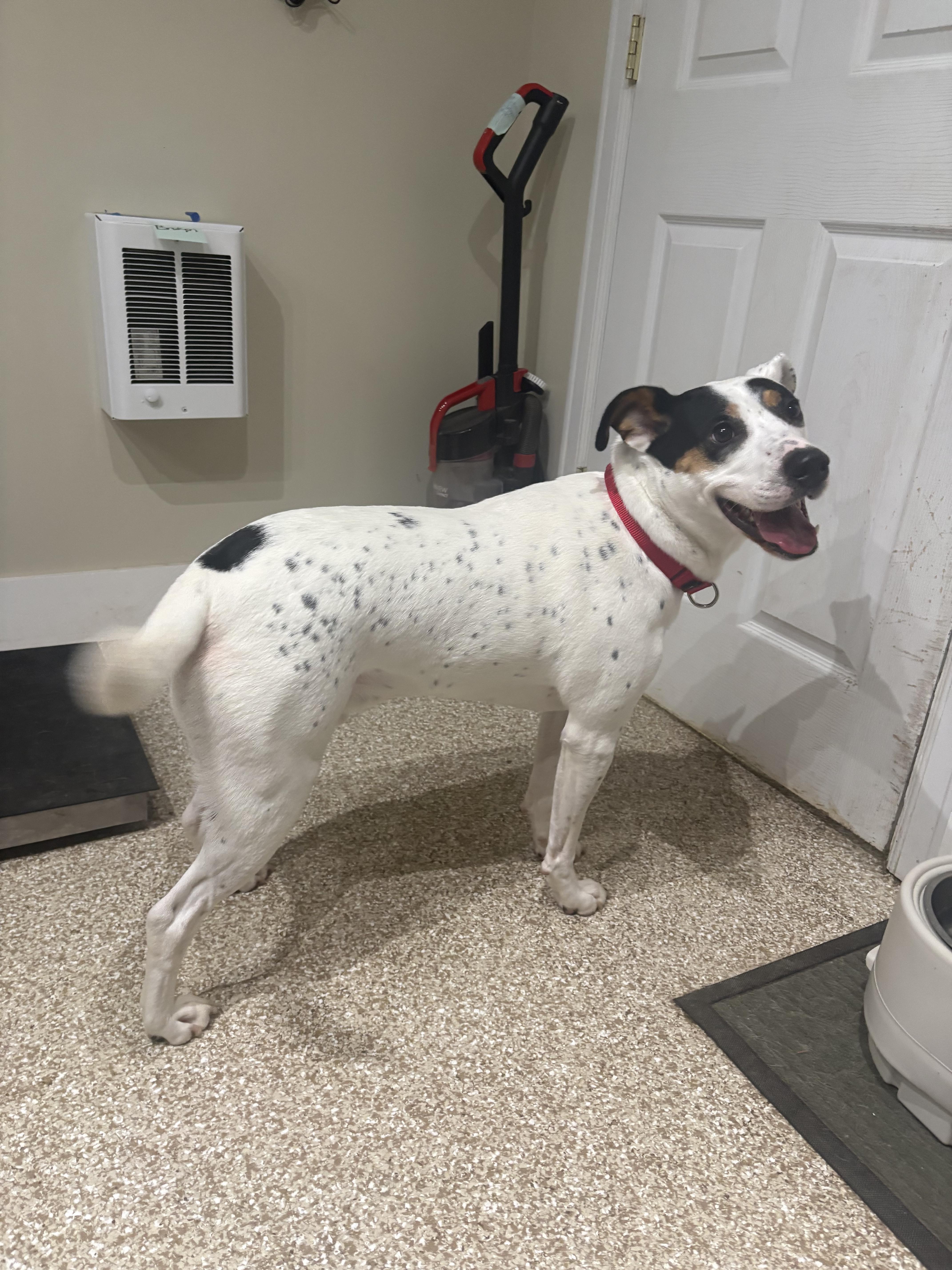 Enlarge Astro, a Adoptable mixed breed in Dillsburg, PA image 2/6