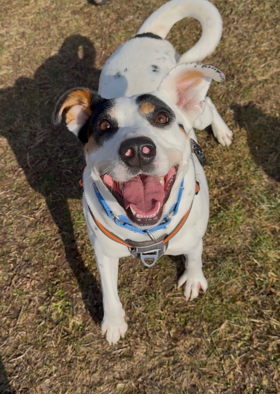 Enlarge Astro, a Adoptable mixed breed in Dillsburg, PA image 3/6