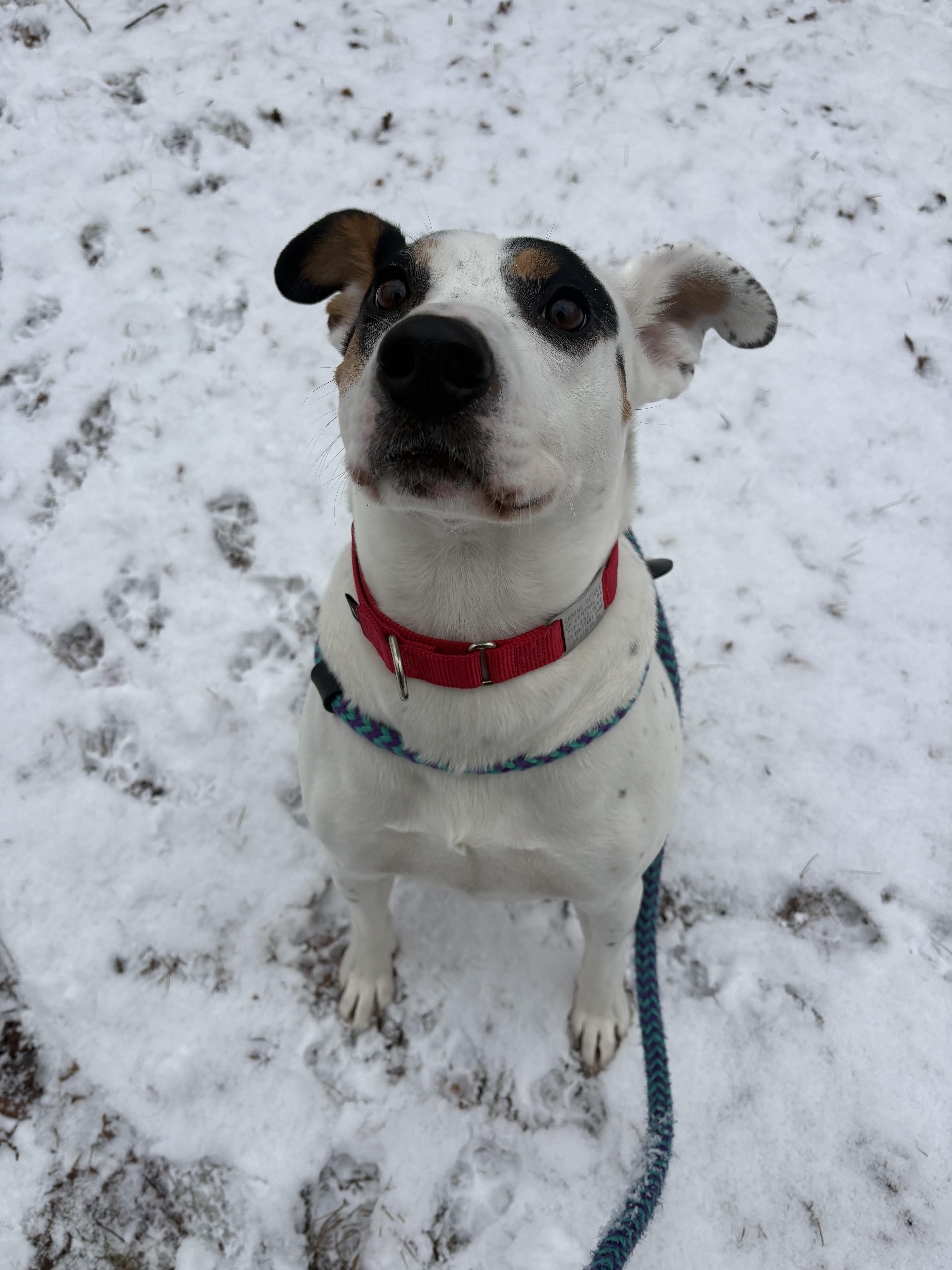 Enlarge Astro, a Adoptable mixed breed in Dillsburg, PA image 3/6