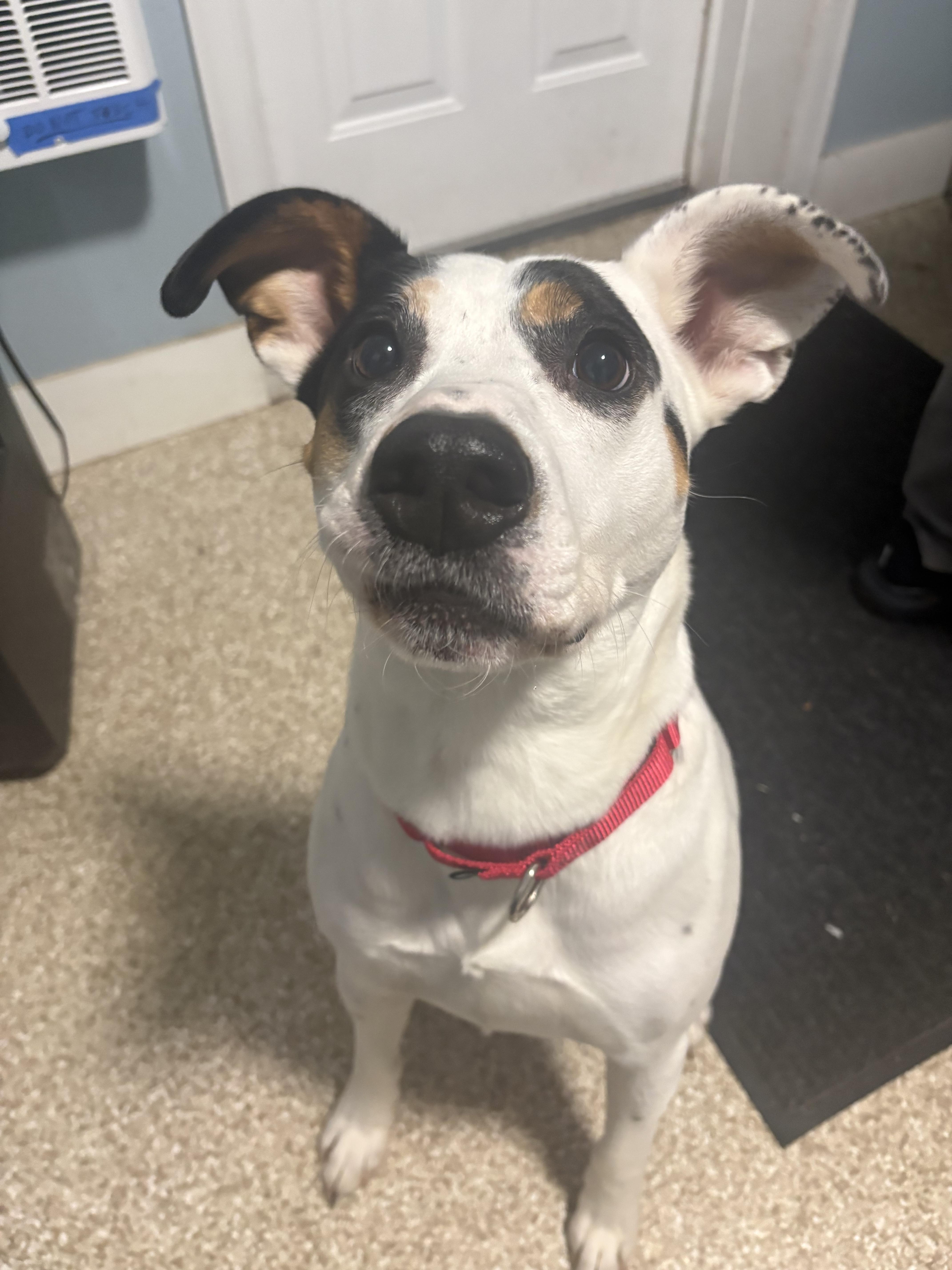 Enlarge Astro, a Adoptable mixed breed in Dillsburg, PA image 4/6