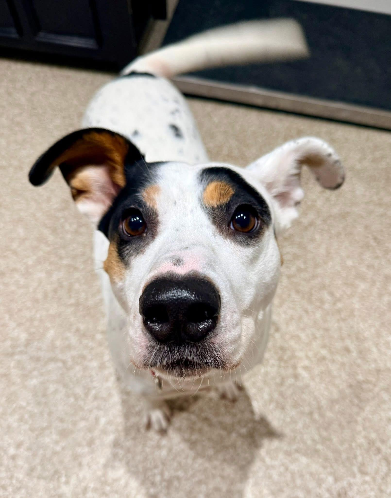 Enlarge Astro, a Adoptable mixed breed in Dillsburg, PA image 5/6