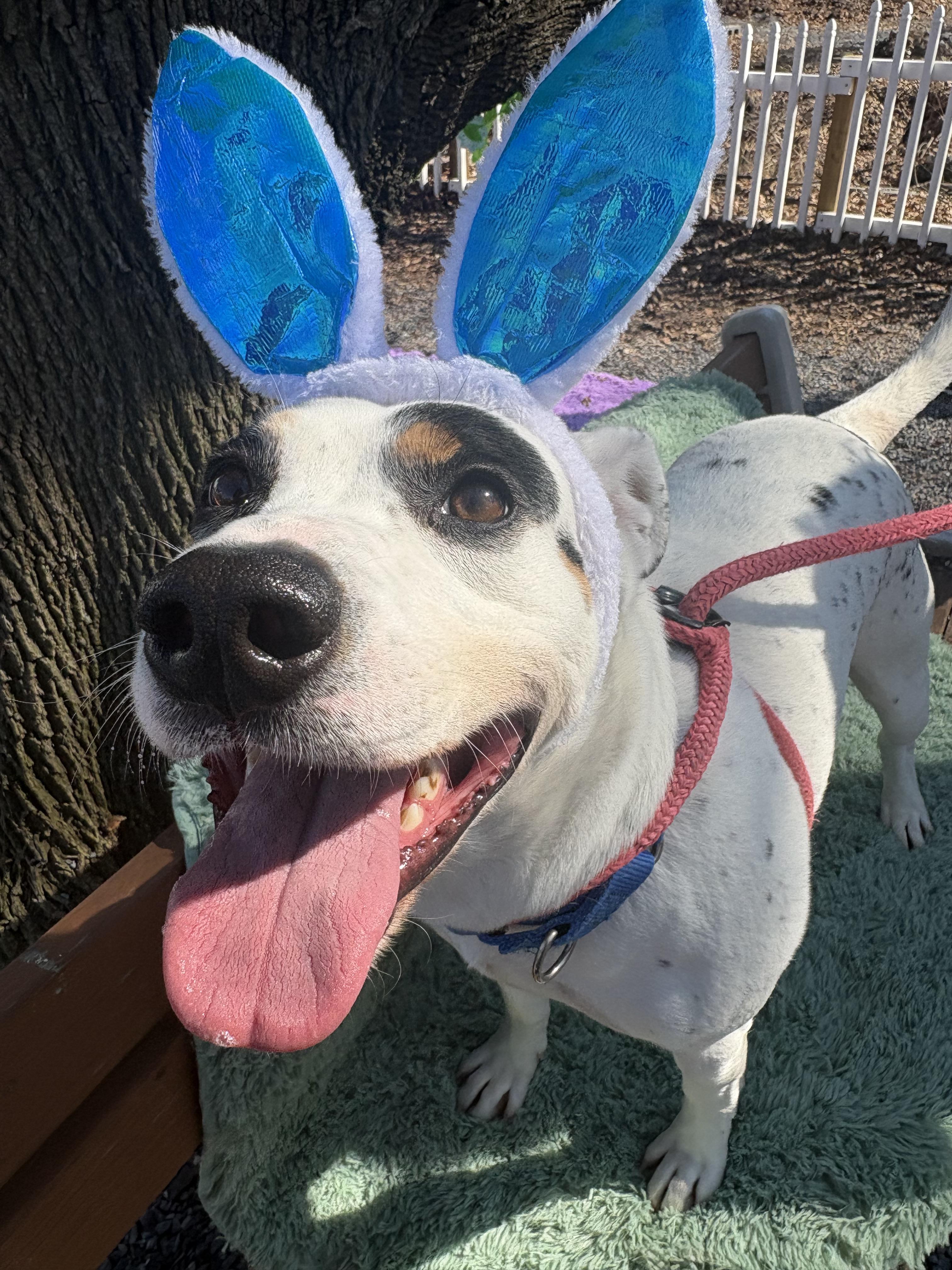 Enlarge Astro, a Adoptable mixed breed in Dillsburg, PA image 5/6
