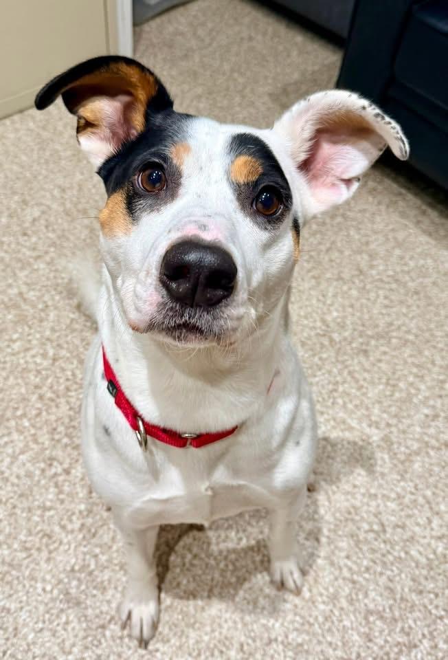 Enlarge Astro, a Adoptable mixed breed in Dillsburg, PA image 6/6