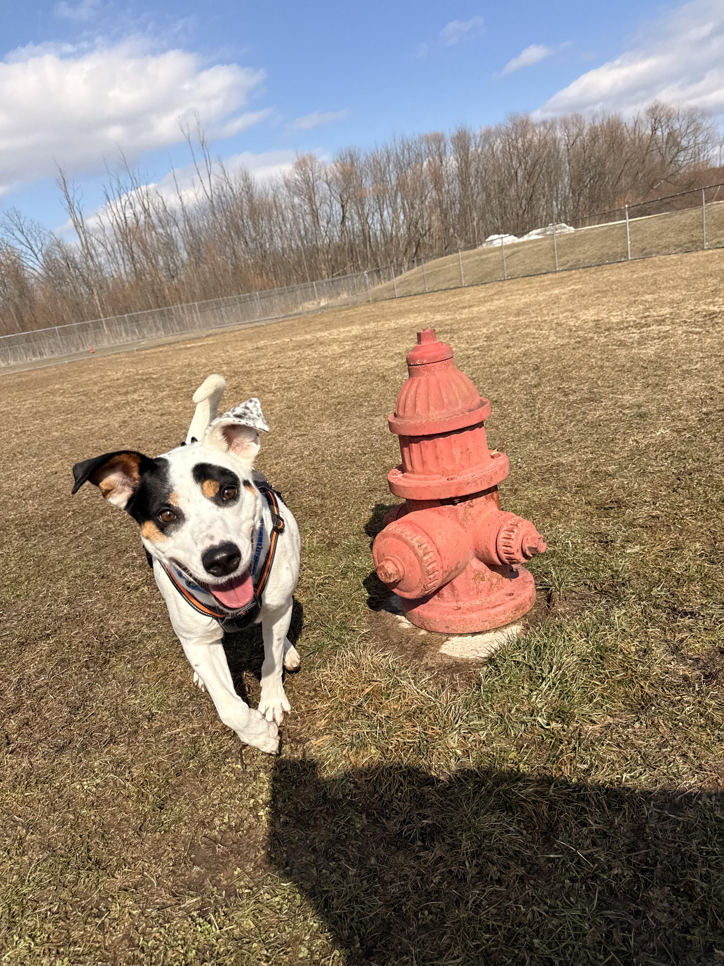 Enlarge Astro, a Adoptable mixed breed in Dillsburg, PA image 6/6