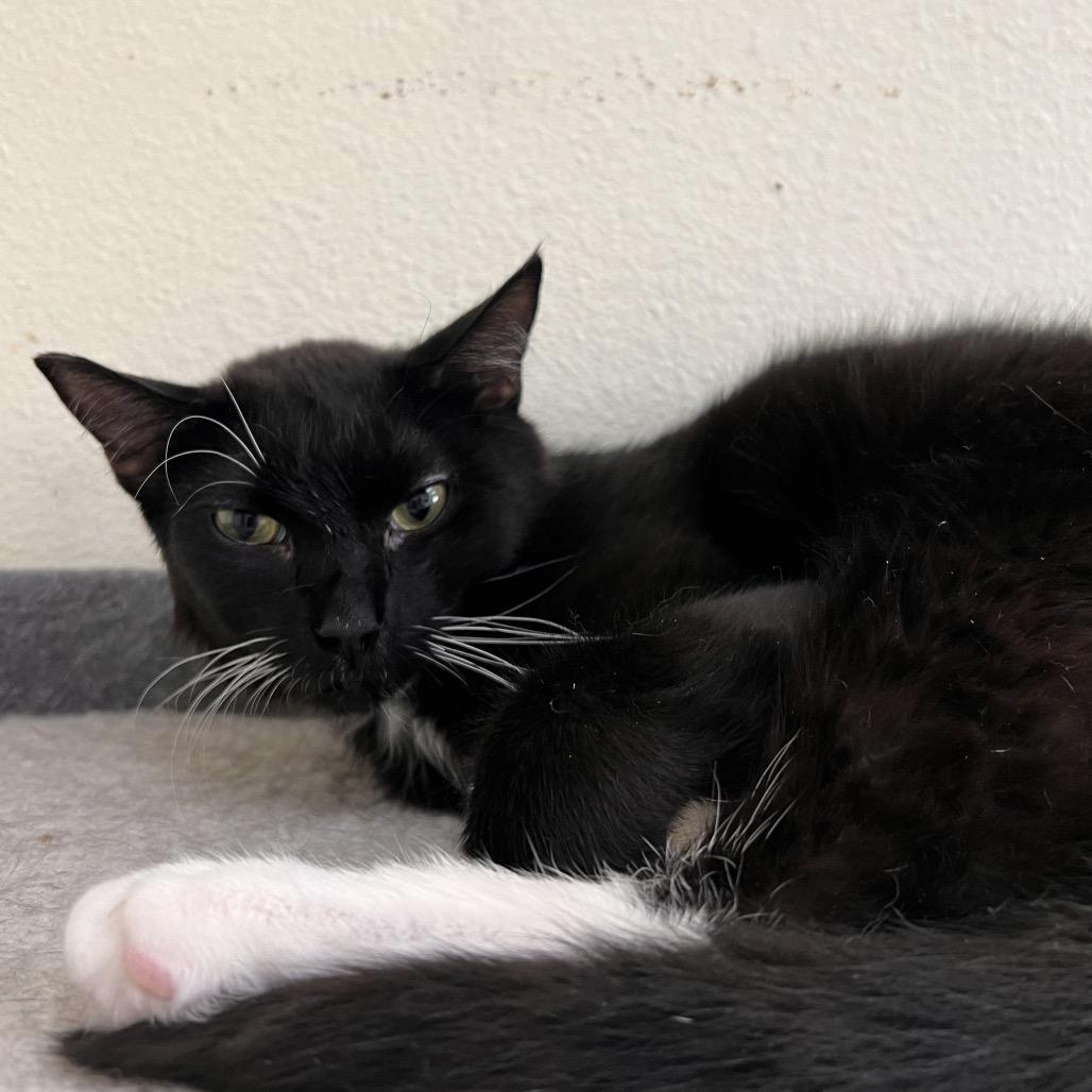 Enlarge Pickles, a Adoptable Domestic Short Hair in Las Vegas, NV image 1/2