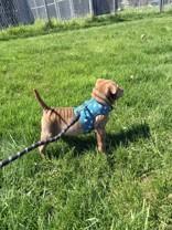 Miso, an adopted mixed breed in Whitby, ON image 2/2