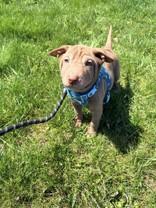 Miso, an adopted mixed breed in Whitby, ON image 1/2