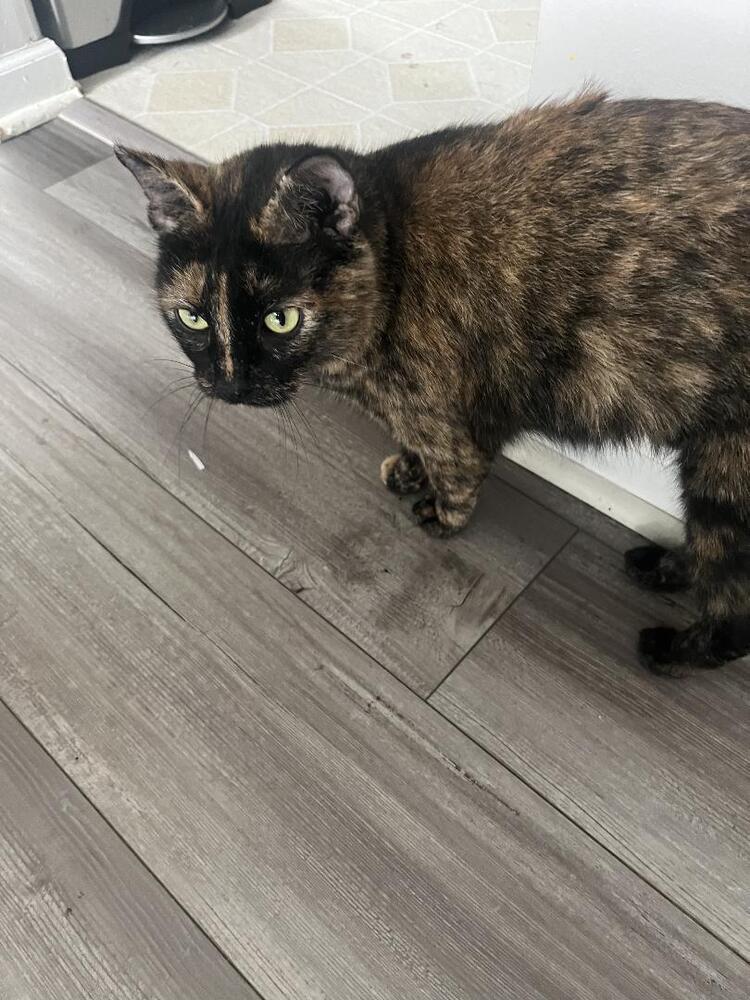 Rice Bowl, Adoptable, Young Female Domestic Short Hair.