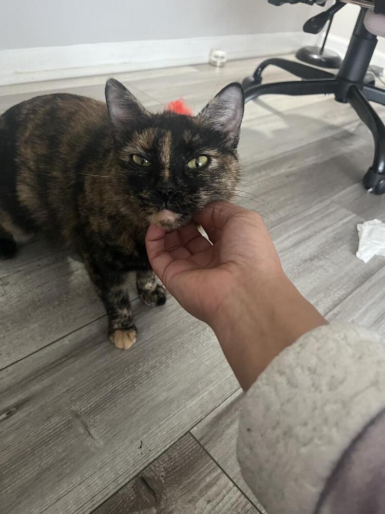 Enlarge Rice Bowl, a Adoptable mixed breed in Wheaton, IL image 2/3