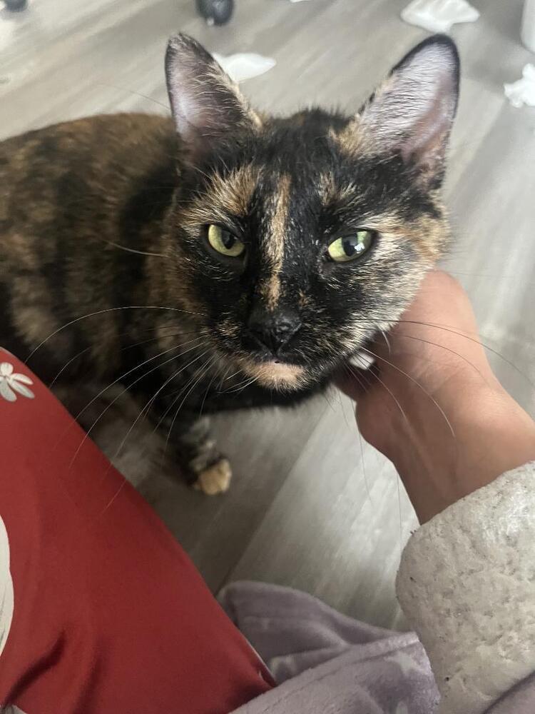 Enlarge Rice Bowl, a Adoptable mixed breed in Wheaton, IL image 3/3