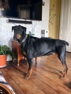 Enlarge Finnegan, a Adoptable Rottweiler in Lincoln, NE image 2/6