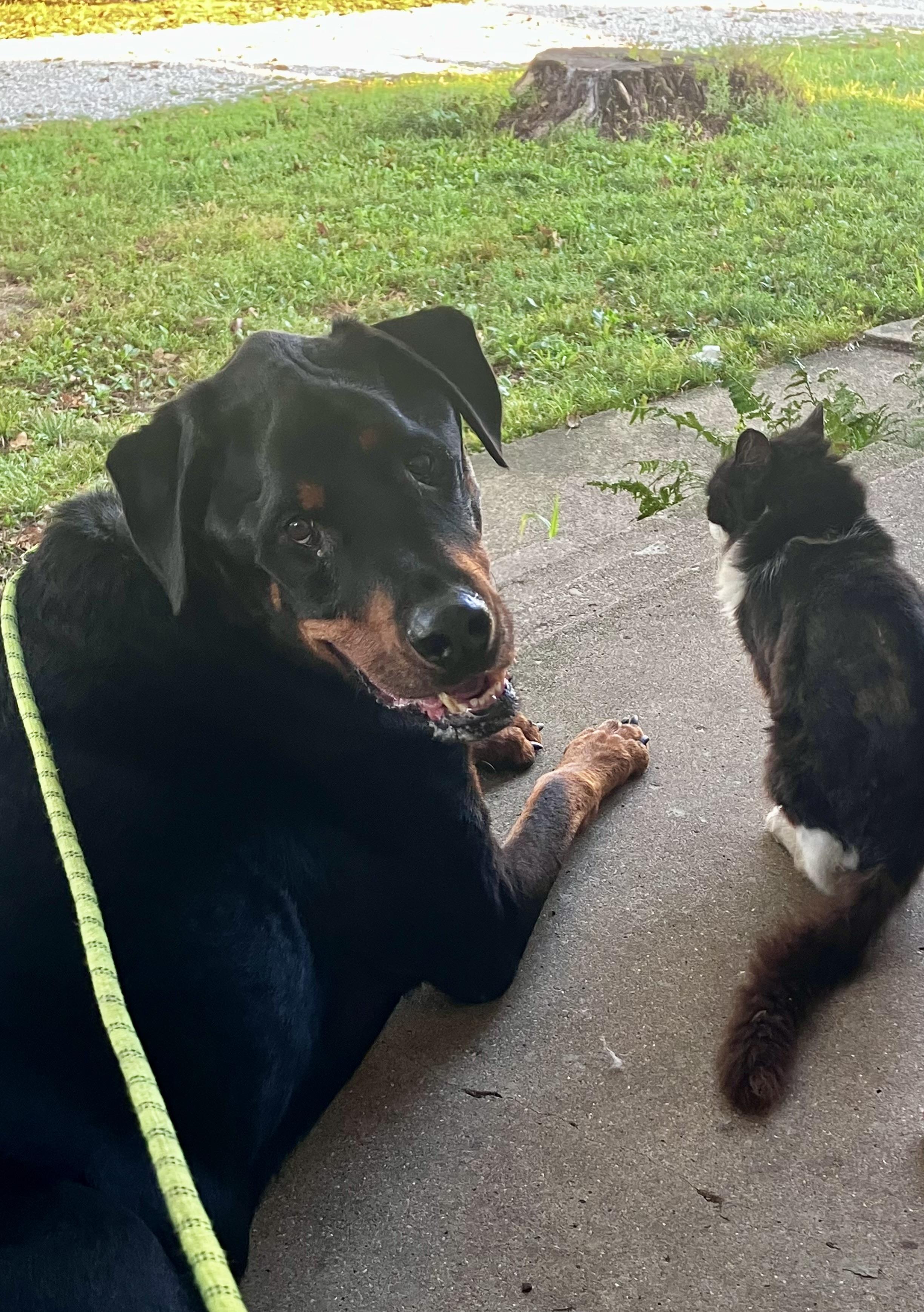 Enlarge Finnegan, a Adoptable Rottweiler in Lincoln, NE image 3/6