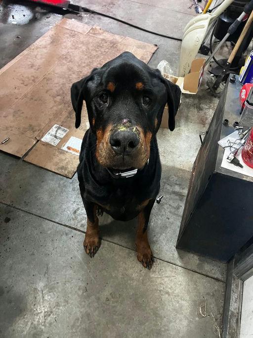 Enlarge Finnegan, a Adoptable Rottweiler in Lincoln, NE image 4/6