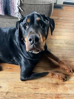 Enlarge Finnegan, a Adoptable Rottweiler in Lincoln, NE image 5/6