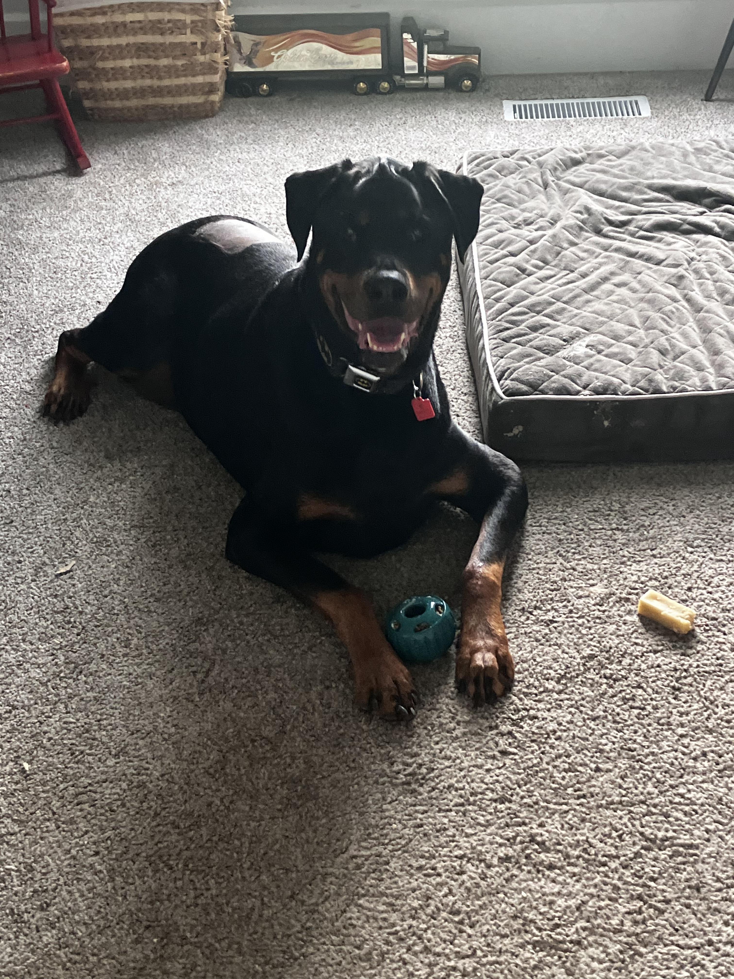 Enlarge Finnegan, a Adoptable Rottweiler in Lincoln, NE image 6/6