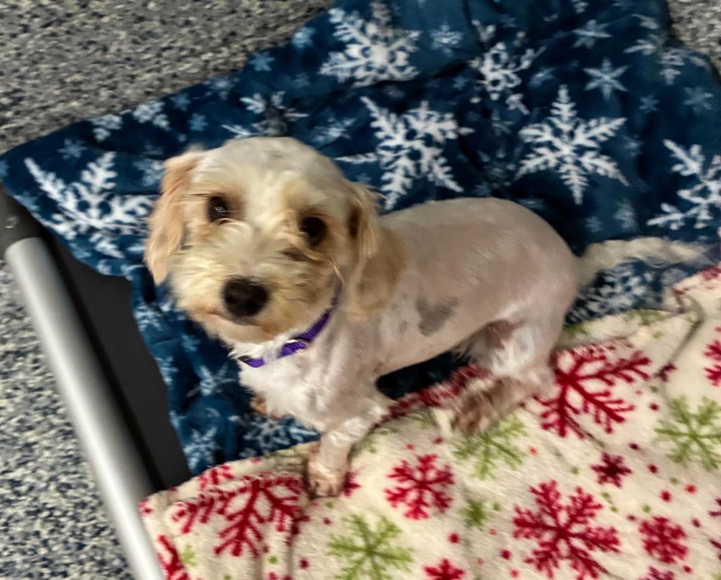 MAE, Adoptable, Young Female Maltese.
