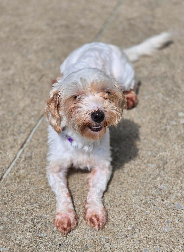 Enlarge MAE, a Adoptable Maltese in Moberly, MO image 2/5