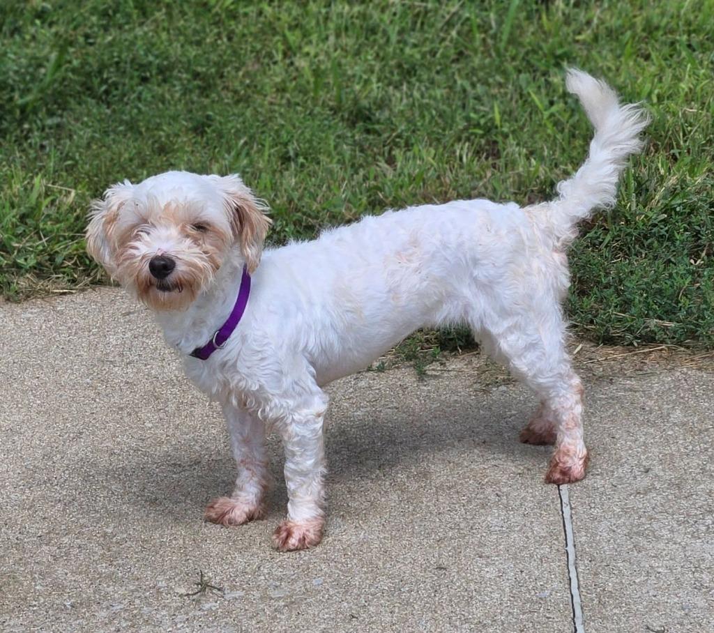 Enlarge MAE, a Adoptable Maltese in Moberly, MO image 3/5