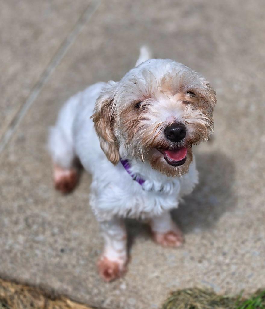 Enlarge MAE, a Adoptable Maltese in Moberly, MO image 5/5