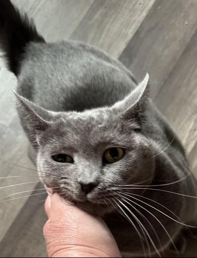 Enlarge Evangeline, a Adoptable Domestic Short Hair in COLORADO SPRINGS, CO image 5/6