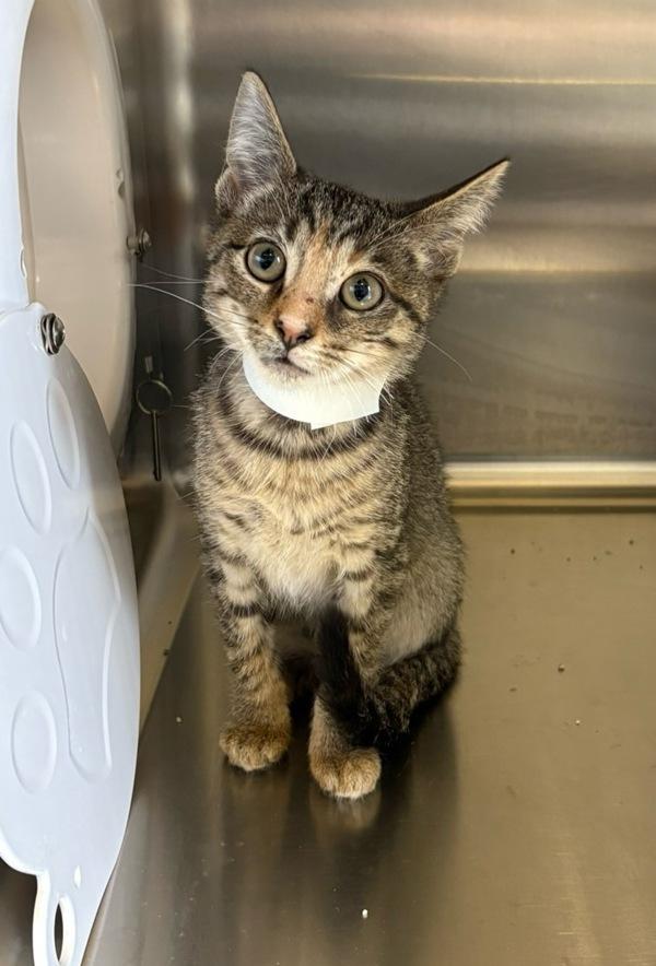 Enlarge Audi, a Adoptable mixed breed in Knoxville, TN image 2/2