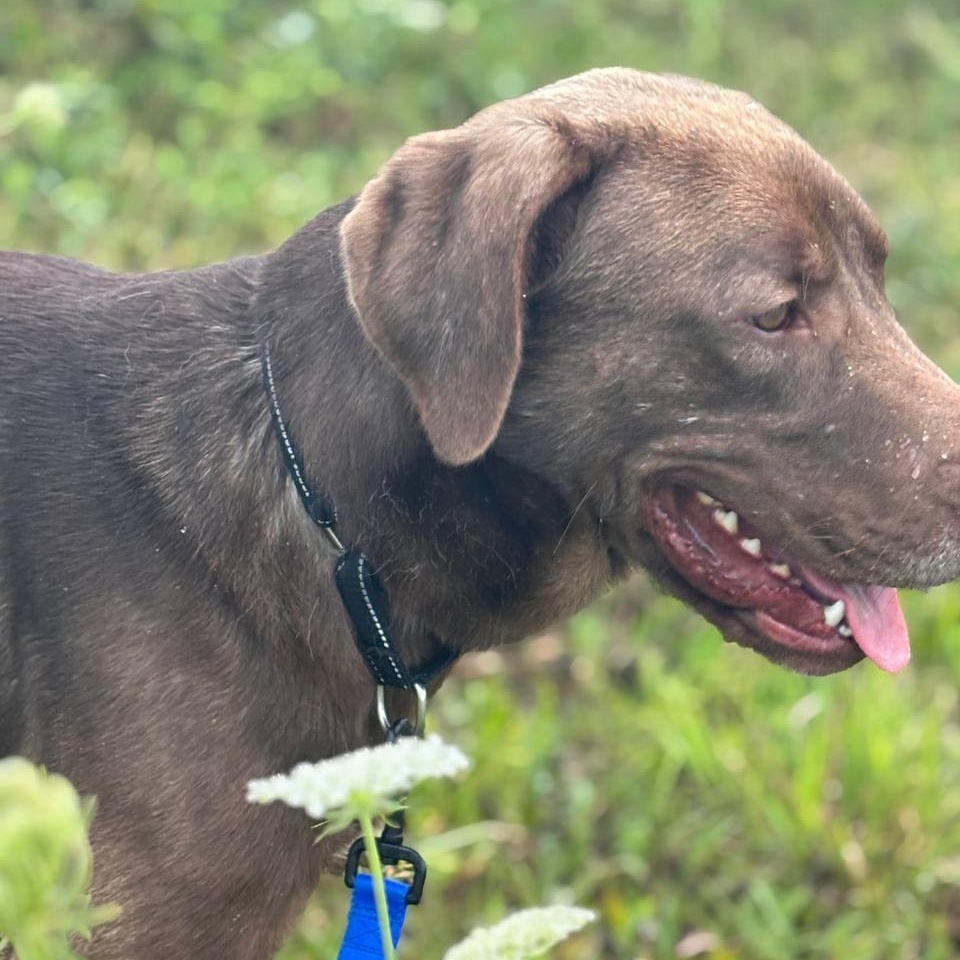 Bud, a Adopted mixed breed in Salem, MO image 4/6