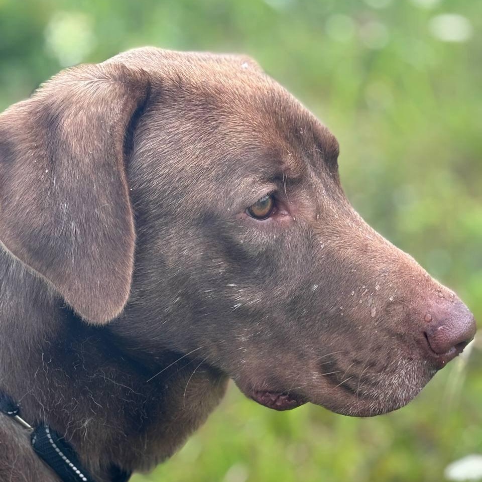 Bud, a Adopted mixed breed in Salem, MO image 1/6