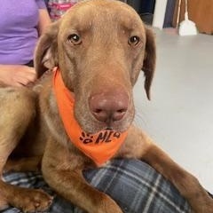 Bud, a Adopted mixed breed in Salem, MO image 2/6