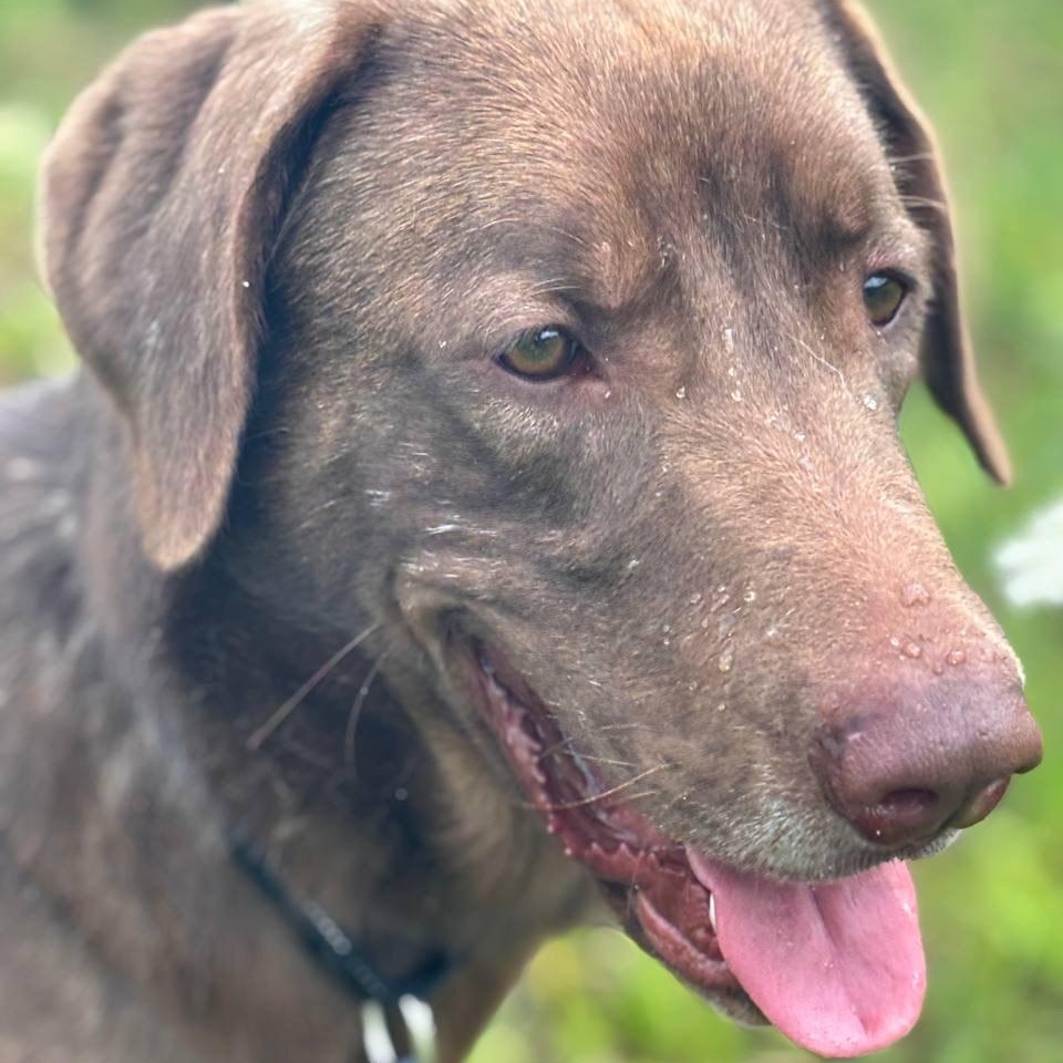 Bud, a Adopted mixed breed in Salem, MO image 3/6
