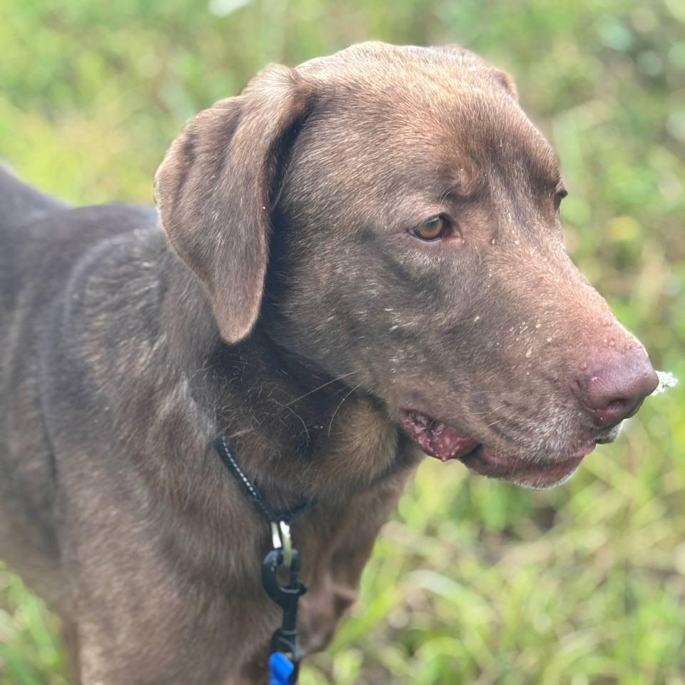 Bud, a Adopted mixed breed in Salem, MO image 6/6