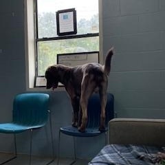 Bud, a Adopted mixed breed in Salem, MO image 5/6